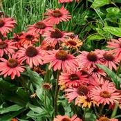 Echinacea 'Mooodz Devotion' (Coneflower) 2 Litre Pot image