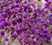 Callicarpa bodinieri 'Magical Deep Purple' (Beautyberry) 3 Litre Pot image