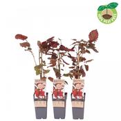 Corylus avellana 'Rode Zellernoot' / 'Red Zellernut' (Hazelnut) 15cm Pot image