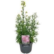 Delphinium grandiflorum 'Ocean Pink' 17cm Pot image