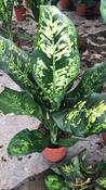 Dieffenbachia 'Crown' 24cm Pot, Height 100cm
