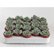 Echeveria runyonii 5.5cm Pot image