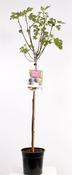 Ficus carica (Fig Tree) 24cm Pot, Height 150cm, Standard