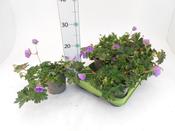Geranium 'Azure Rush' 13cm Pot image