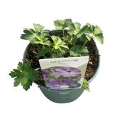 Geranium 'Rozanne' 15cm Pot image