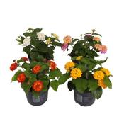 Lantana camara 'Havana' Mix 12cm Pot image