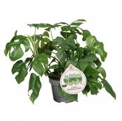 Rhaphidophora tetrasperma / Monstera minima Compact in 12cm Pot, Height 30cm image