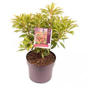 Pieris japonica 'Forest Flame' 17cm Pot image