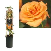Rosa 'Orange Climber' (Climbing Rose) 2.25L Pot image