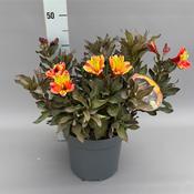 Alstroemeria 'Indian Summer' (Peruvian Lily) 5 Litre Pot image