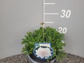 Scabiosa columbaria 'Flutter Pure White' 2 Litre Pot image