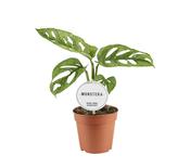 Monstera adansonii 'Mint' (Variegated Monkey Mask) 12cm Pot image
