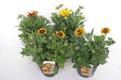 Rudbeckia hirta (Black-Eyed Susan) Mix 5 Litre Pot image
