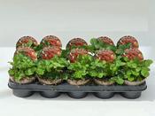 Fragaria vesca (Wild / Alpine Strawberry) Mix 12cm Pot image