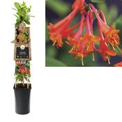 Lonicera brownii 'Dropmore Scarlet' (Trumpet Honeysuckle) 2.25L Pot image