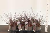 Verbena officinalis 'Bampton' 14cm Pot