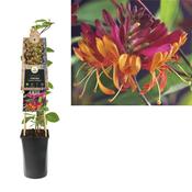 Lonicera x heckrottii 'Gold Flame' (Honeysuckle) 2.25L Pot image