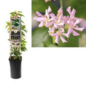 Trachelospermum asiaticum ‘Pink Air (Star Jasmine) 2.25 Litre Pot image