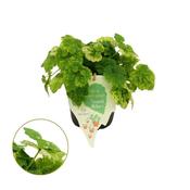 Tolmiea menziesii (Piggyback / Pick-A-Back Plant) 12cm Pot image