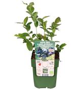 Vaccinium corymbosum 'Blue Dessert' (Blueberry) 13cm Pot image