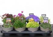 Alpine Plant Mix 14cm Pot