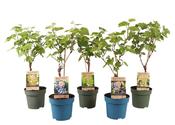 Vitis (Grape Vine) Mix in 4L Pot, On Stem image