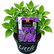 Hydrangea macrophylla 'Little XS Purple' 5 Litre Pot image
