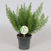 Asparagus densiflorus 'Meyeri' (Foxtail Fern) 12cm Pot image