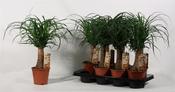 Beaucarnea recurvata (Ponytail Palm) in 14cm Pot, Height 40cm image