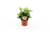 Coffea arabica (Coffee Plant) in 9cm Growers Pot