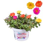 Portulaca 'Confetti Garden' 13cm Pot image