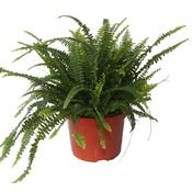 Nephrolepis exaltata 'Green Lady' (Boston Fern) in 24cm Pot, Height 60cm image