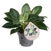 Philodendron ‘White Measure’ 12cm Pot image