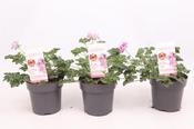 Pelargonium 'Pink Capitatum' (Scented Geranium) 14cm Pot image
