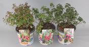 Hardy Fuchsia Mix 2 Litre Pot image