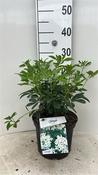 Choisya ternata (Mexican Orange Blossom) 5 Litre Pot image