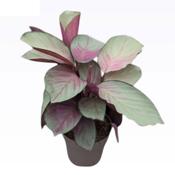 Calathea roseopicta 'Silver Plate' 14cm Pot image