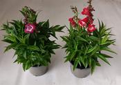 Penstemon Mix 13cm Pot image