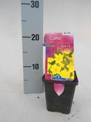 Caltha palustris (Marsh Marigold) 9cm Pot image