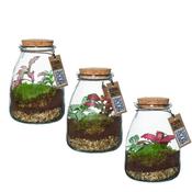 Decorum Terrarium Arrangement in 9cm Glass Pot, Height 15cm, 1 Plant image