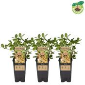 Arachis hypogaea (Peanut Plant) 2 Litre Pot image