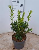 Sarcococca confusa (Sweet Box) 3 Litre Pot image