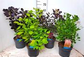 Cotinus (Smoke Bush / Smoketree) Mix 4 Litre Pot image