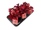 Heuchera 'Royal Ruby' 17cm Pot image