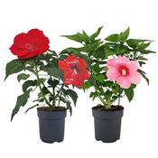 Hibiscus moscheutos (Hardy Hibiscus / Rose Mallow) Mix 17cm Pot