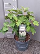 Hydrangea quercifolia 'Magical Toy Soldier' (Oakleaf Hydrangea) 5 Litre Pot image