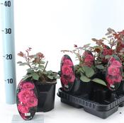 Rosa 'Blackberry Nip' (Hybrid Tea Rose) 14cm Pot image