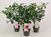 Camellia japonica Mix 15cm Pot image