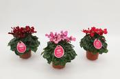 Cyclamen persicum 'Djix Mix' 10.5cm Pot image
