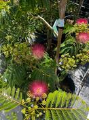 Albizia julibrissin 'Ombrella' (Silk Tree) 32cm Pot, Height 110cm image